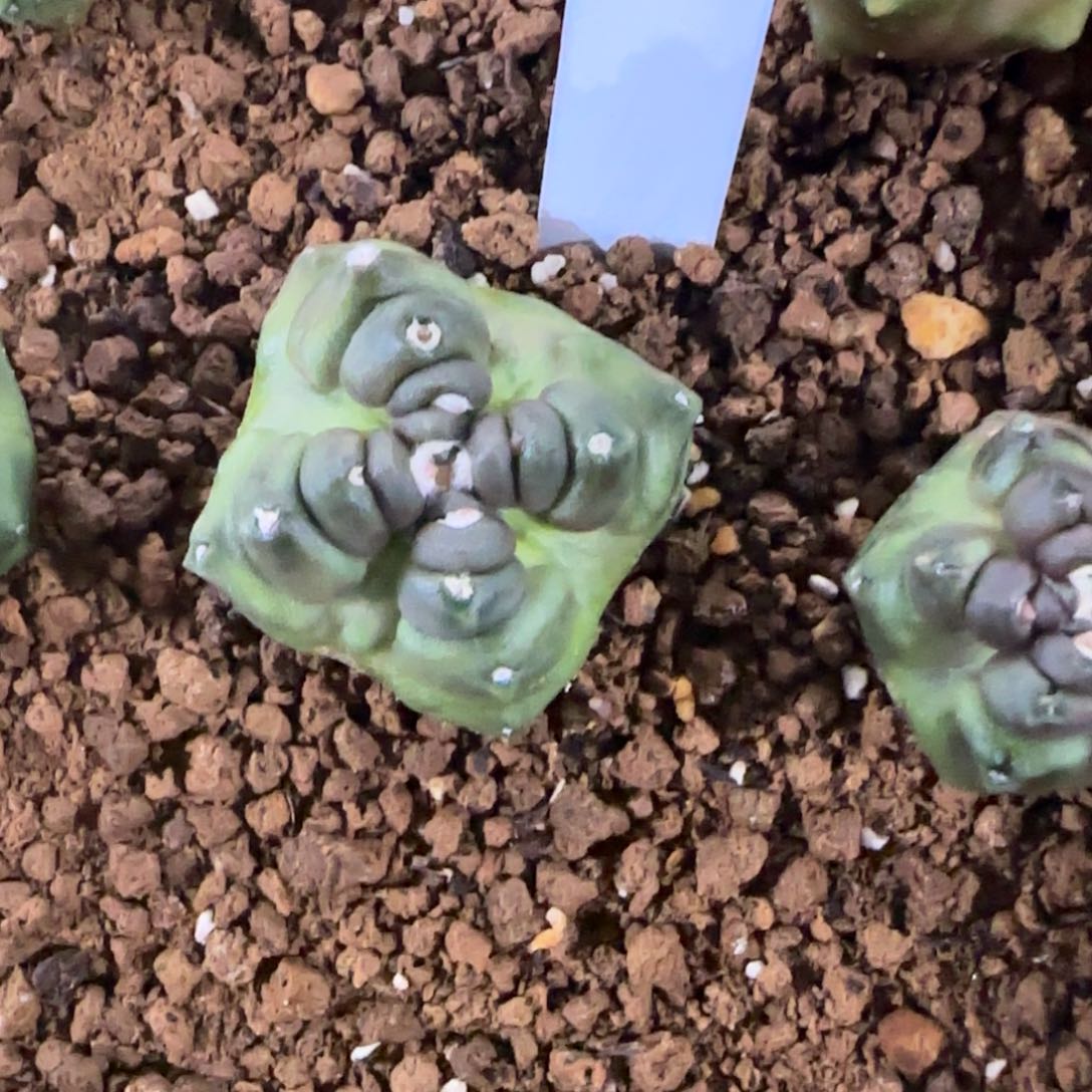 147-0115变形金刚泰国发货多肉