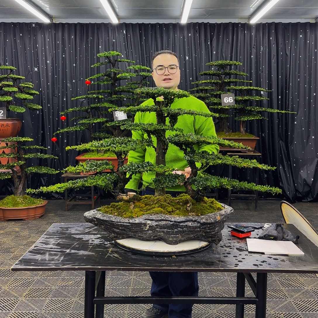 红芽罗汉松高端造型盆景