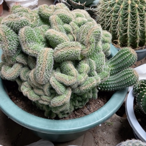 彩草缀仙人球70仙人球