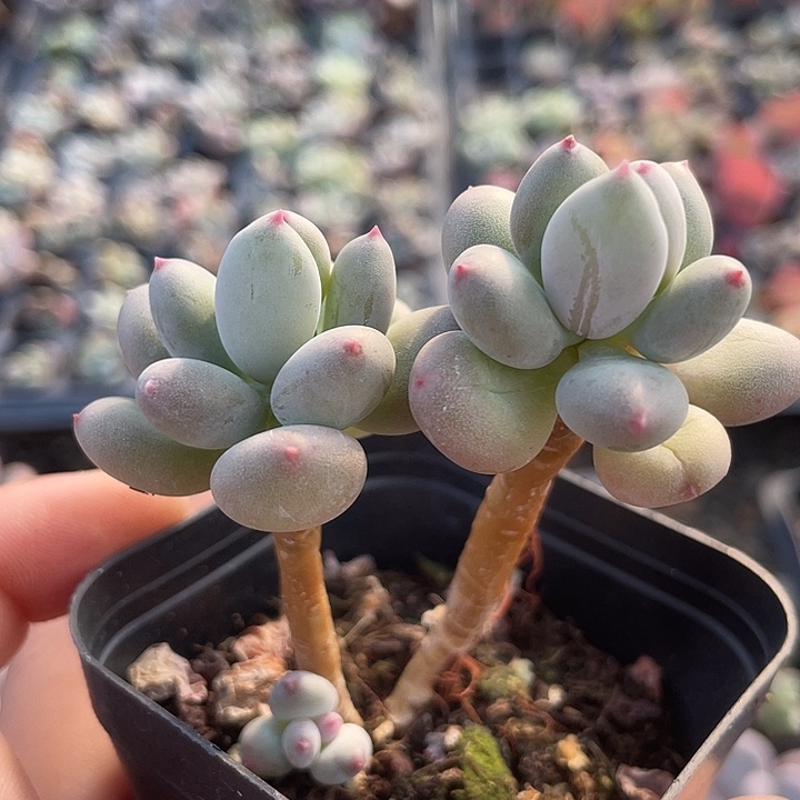 一物一拍满18包邮