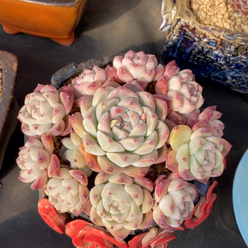 【闪购商品】如梦令无砍