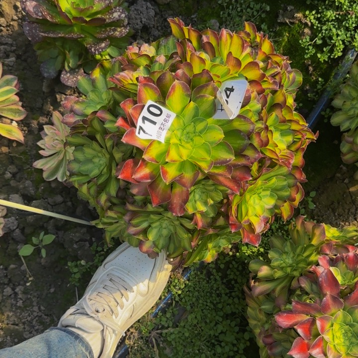 少华花27-19包邮花花