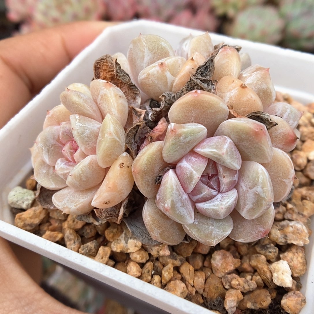 汉堡群生可拍809号