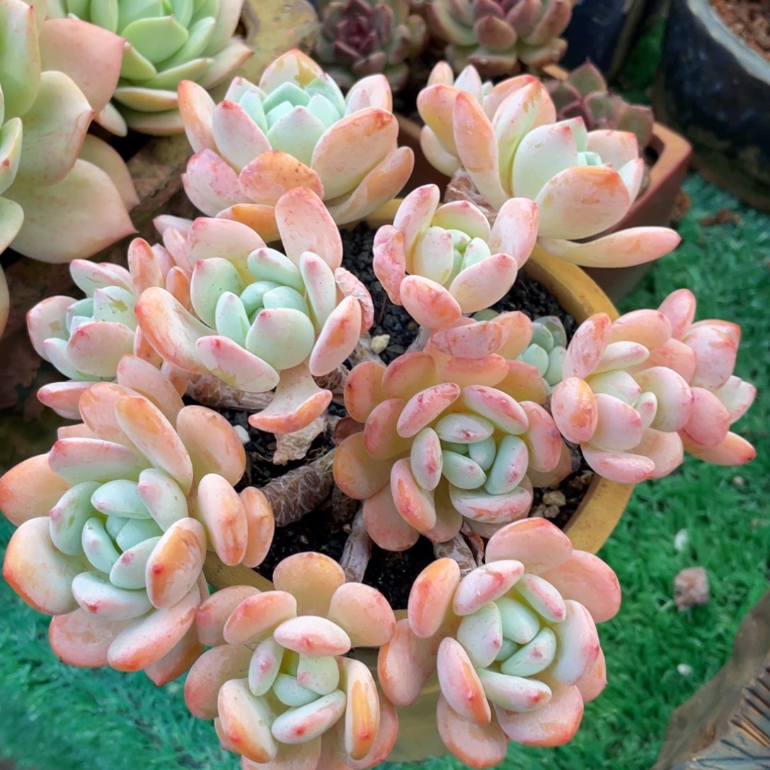 多肉植物盆栽多肉