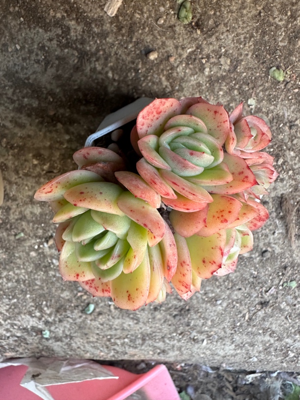 多肉植物冰玫瑰 