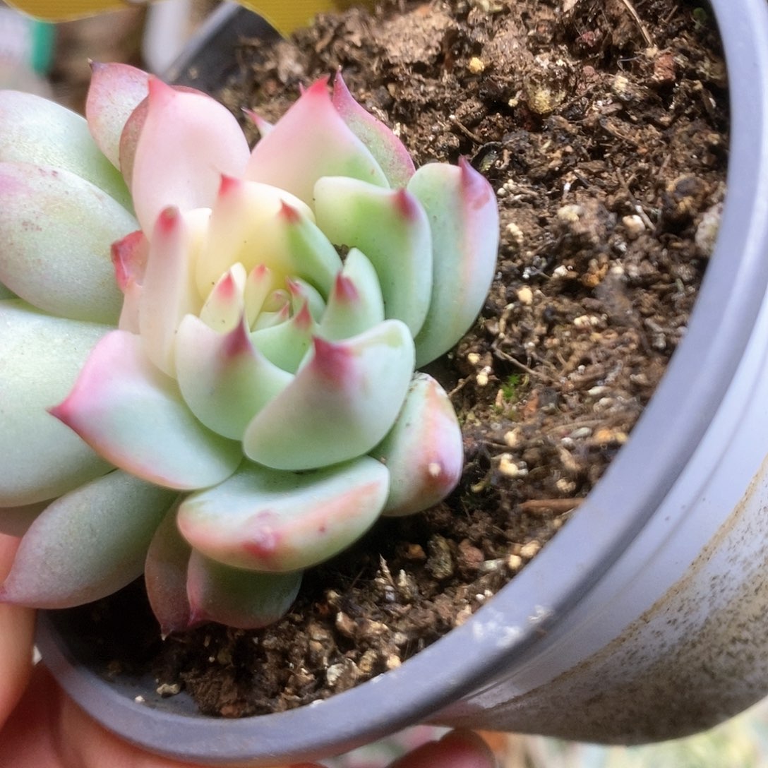 097锦锦锦锦锦锦锦