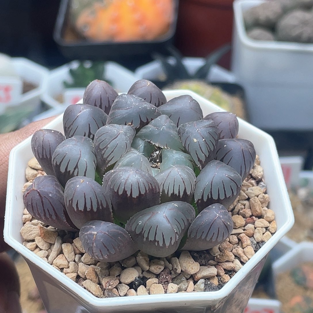 实生紫肌冰灯玉露 致远多肉