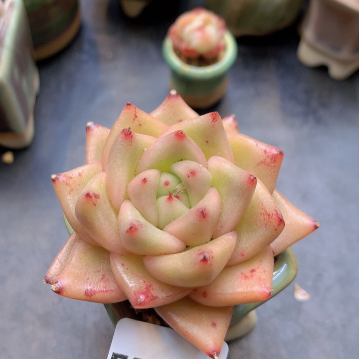 一物一拍含盆满38包邮E579