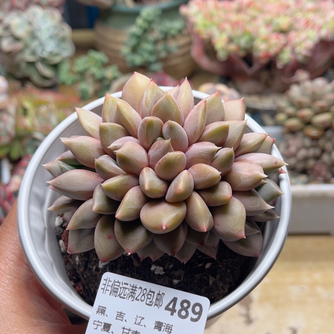【闪购商品】489象牙缀