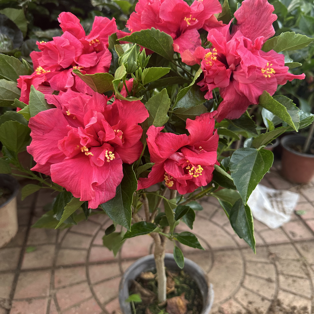 （玫红）重瓣木槿花四季开花带生花苞室内外花卉盆栽
