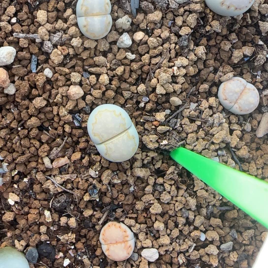 二蜕饼干216大棚直播