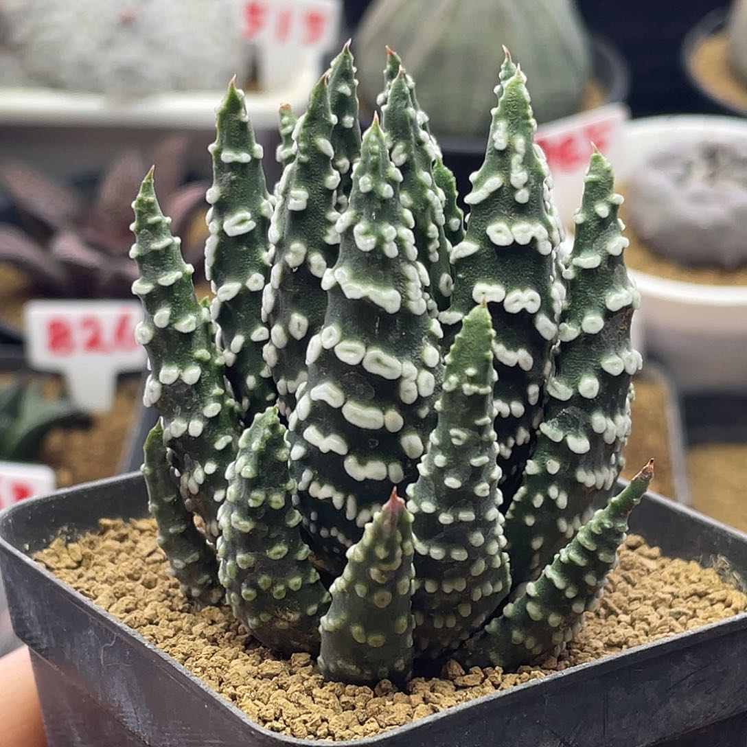 实生烟圈硬叶十二卷