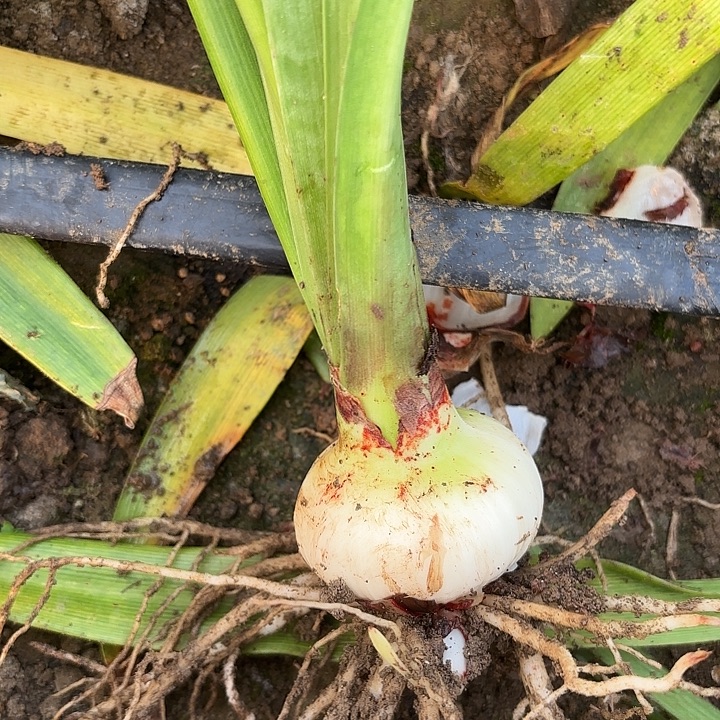 无花朵迪卡珊瑚包对版5-6