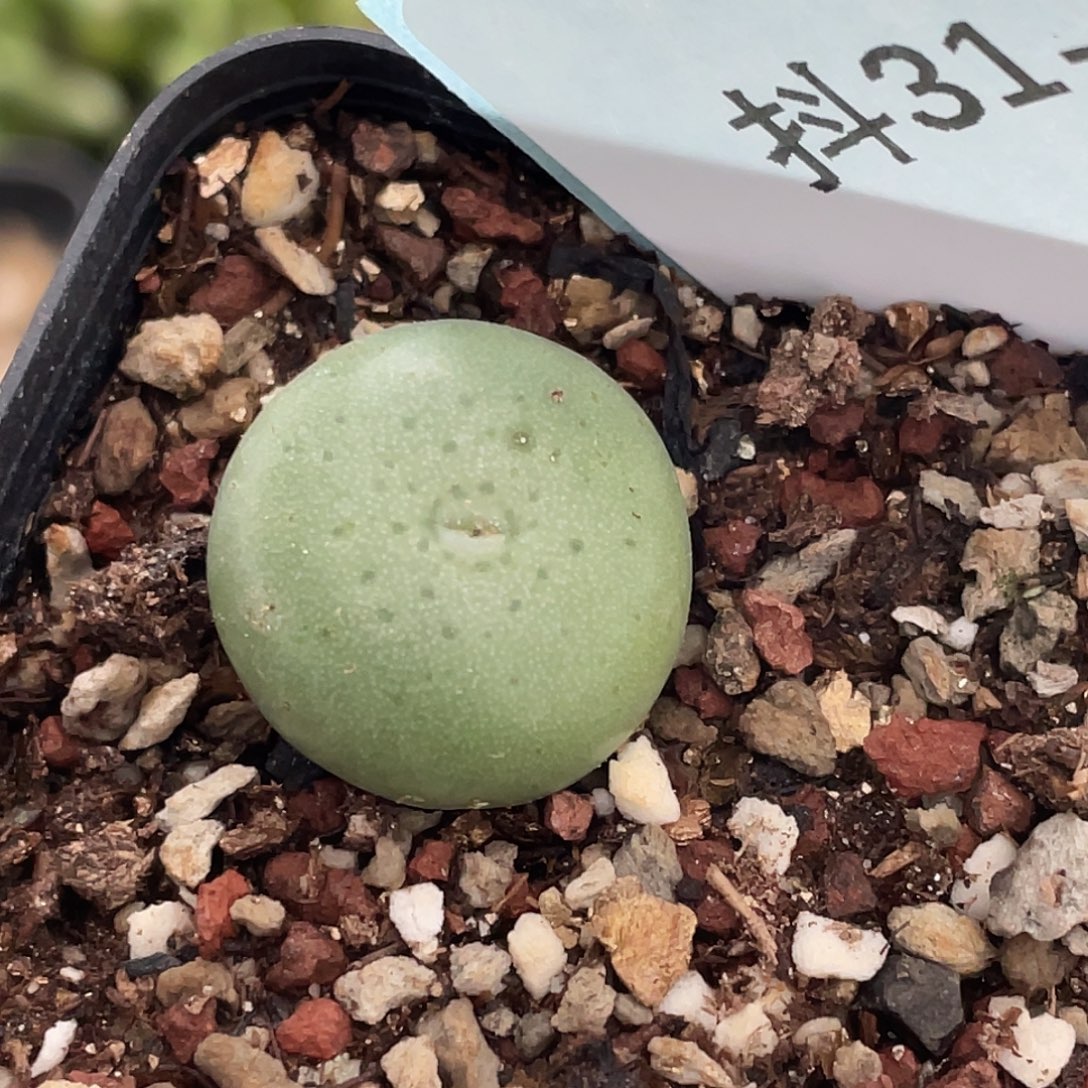 31-146大g多肉植物