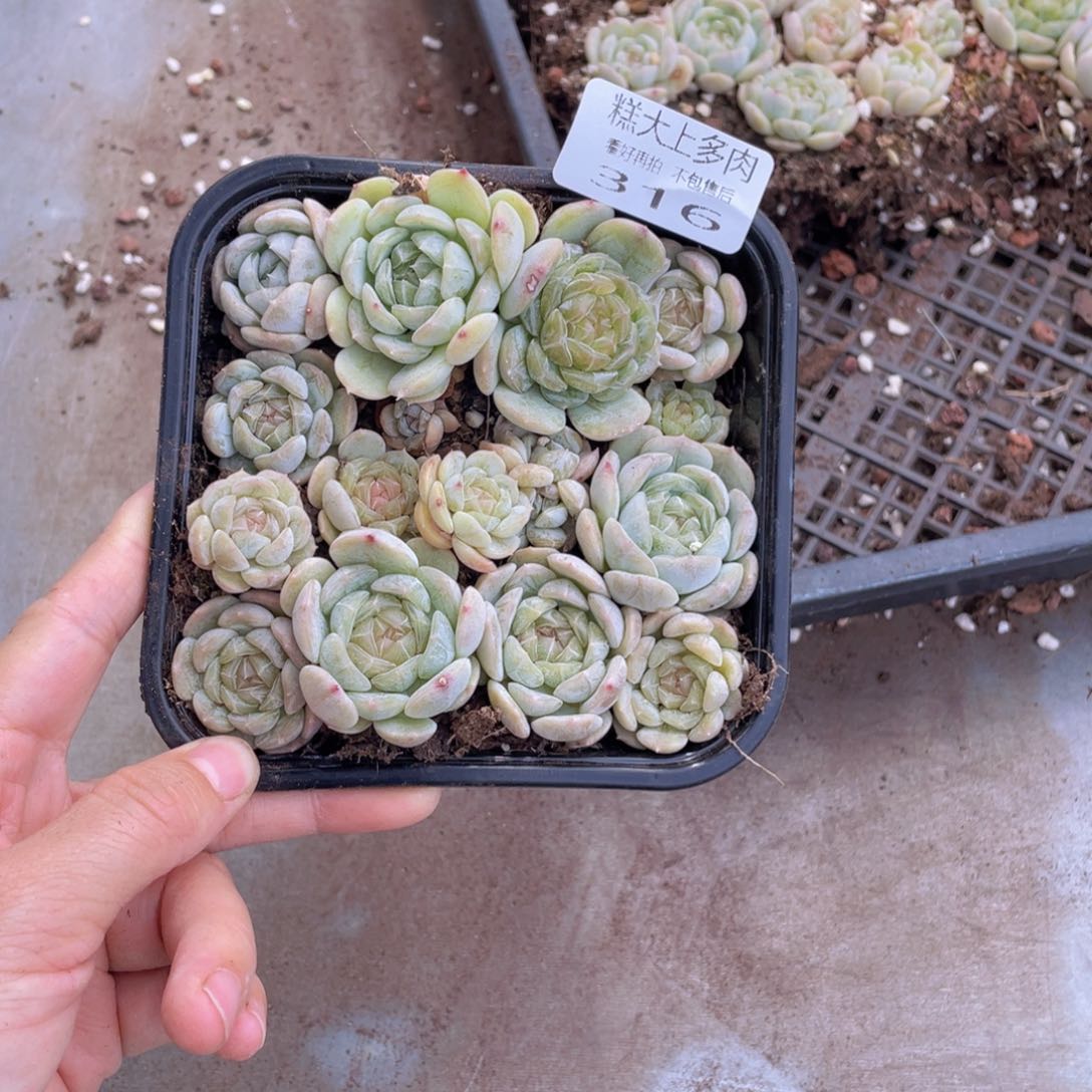 糕大上多肉植物316