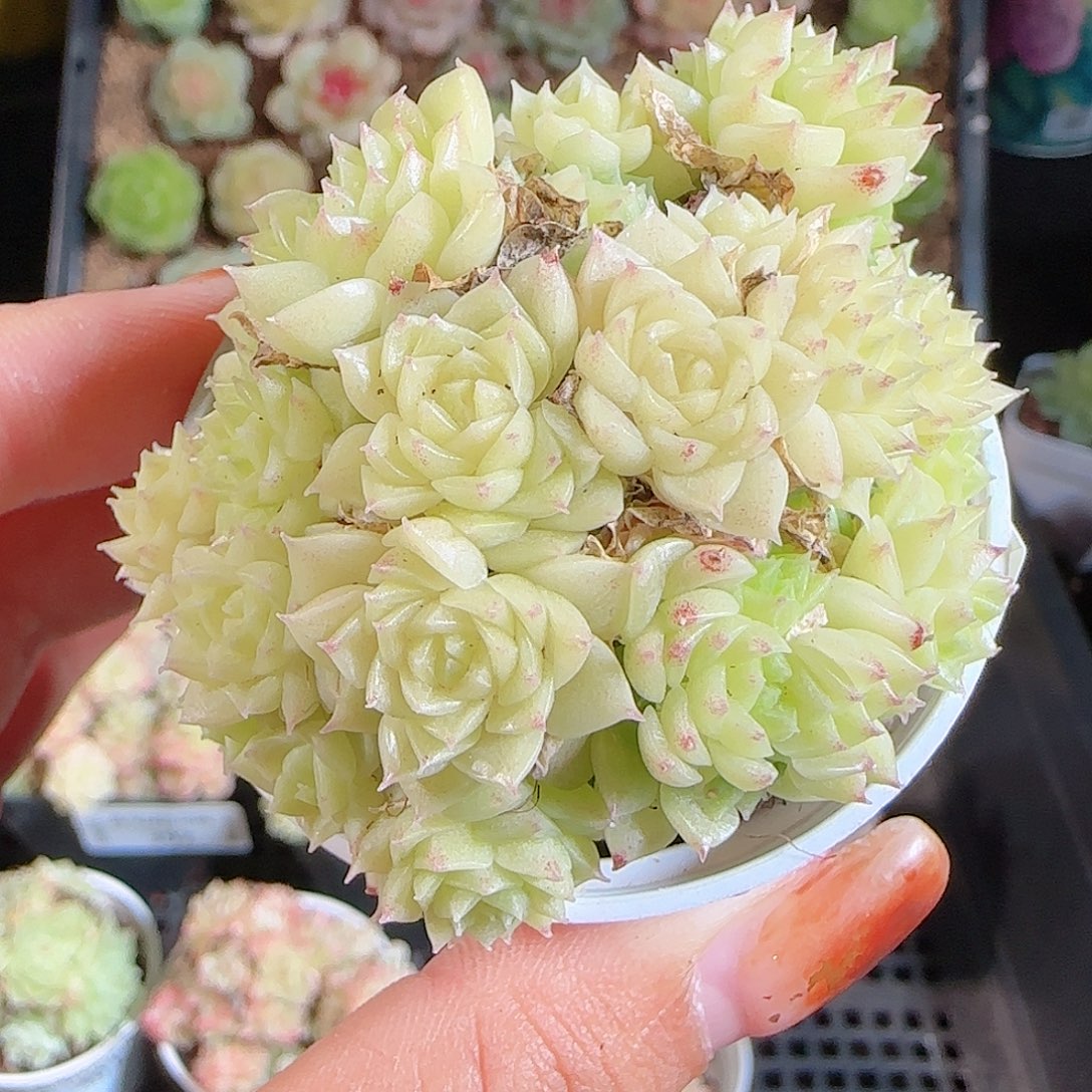 1106--404麦秆优选不包整