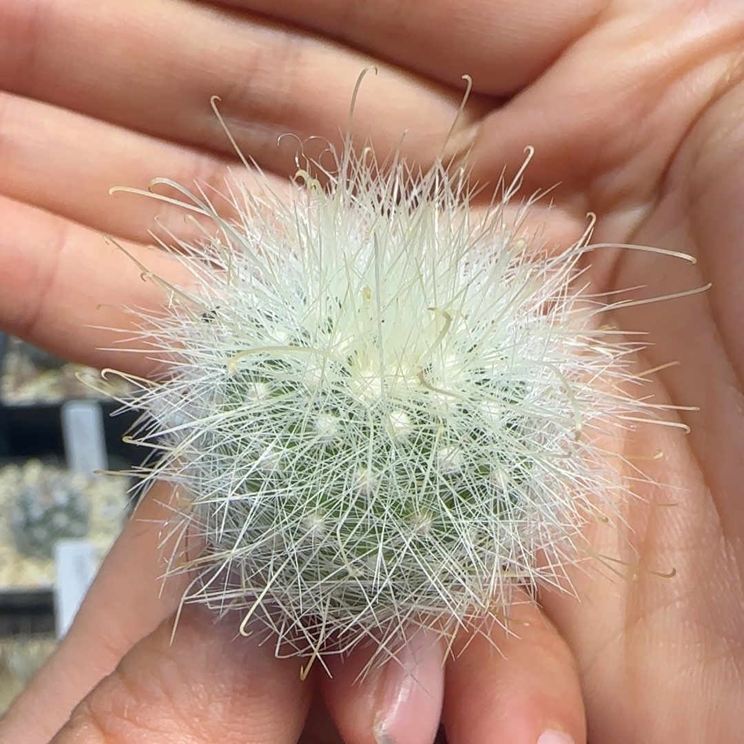 011实生白花月宫殿多肉