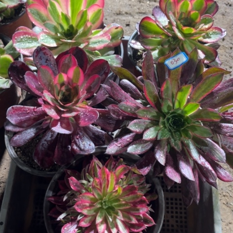 030多肉植物组合