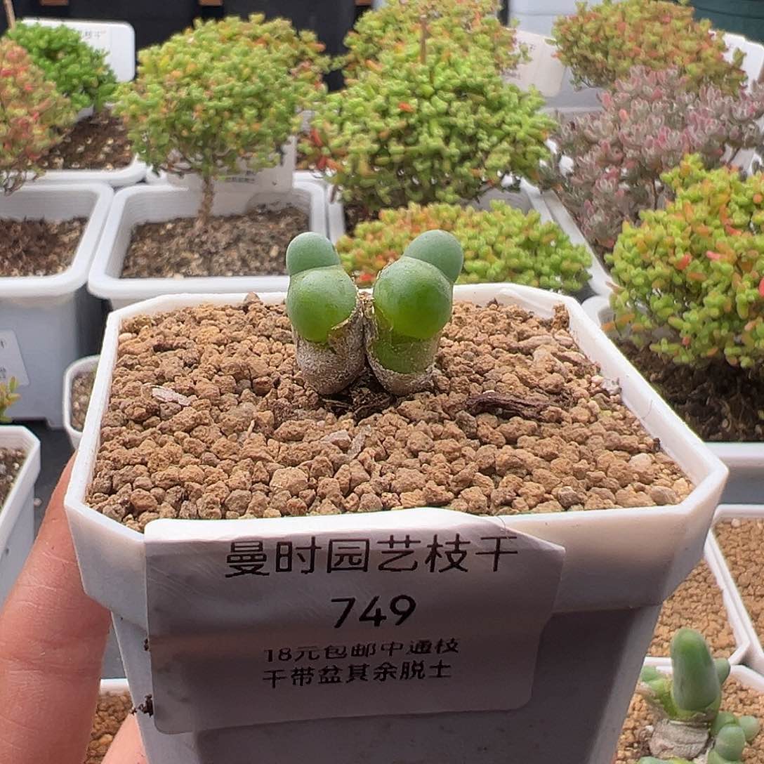 懒**梨749号亲指姬12.23多肉