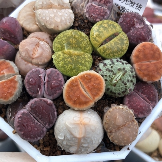 6715，1.5厘米左右一盆