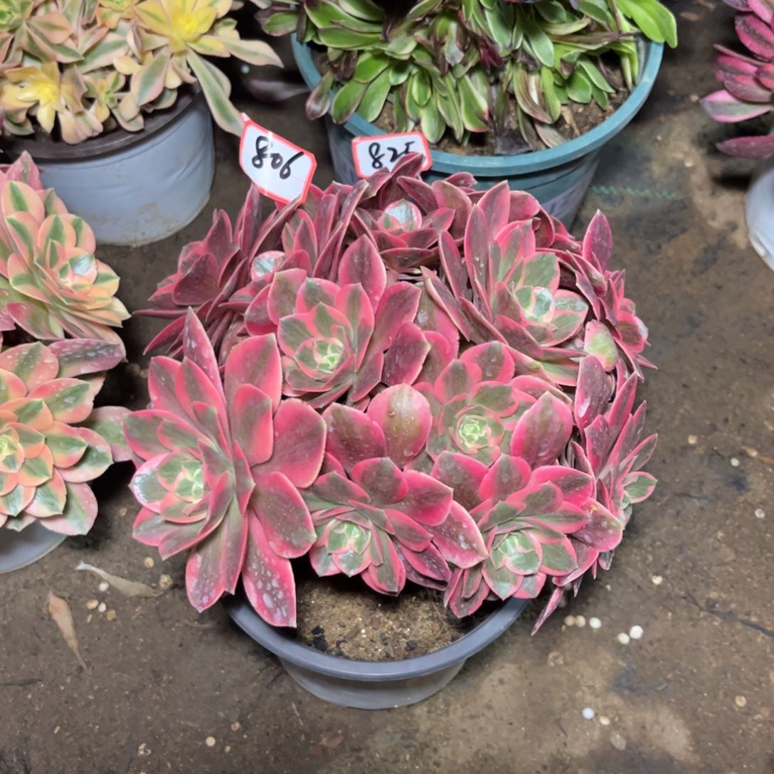 806多肉植物女妖