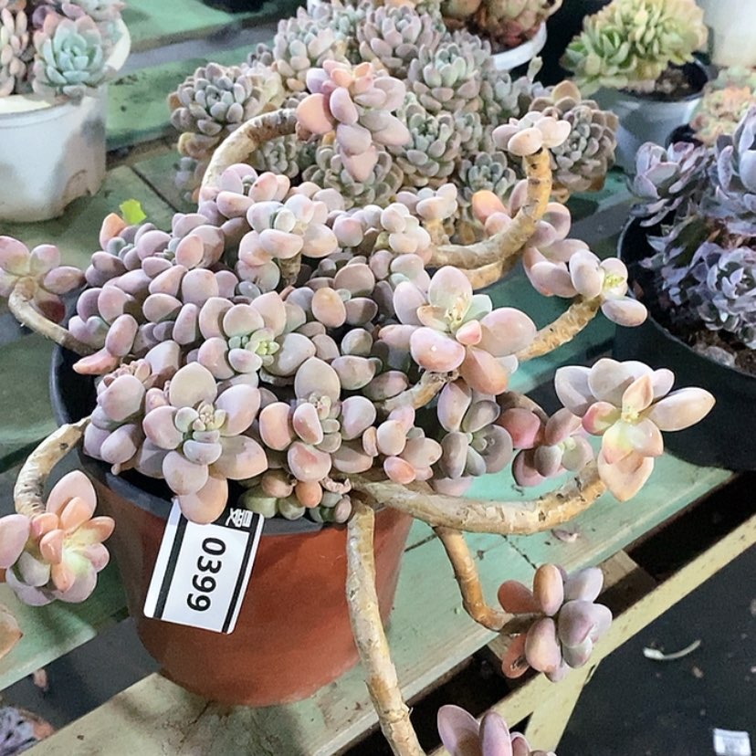 【闪购商品】洛神0399