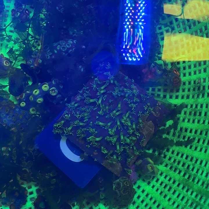 草皮珊瑚长须草皮，C08