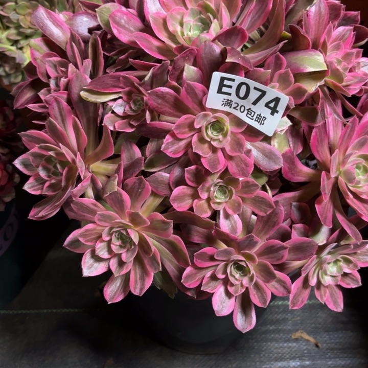 瑞妈一物一拍074