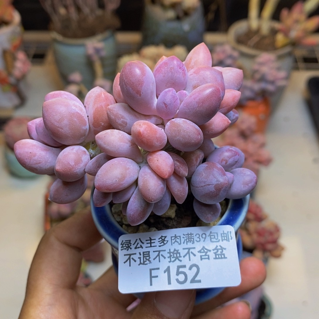 152丸叶汤圆多肉6cm