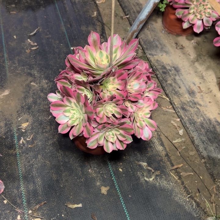 35粉女巫多肉多肉