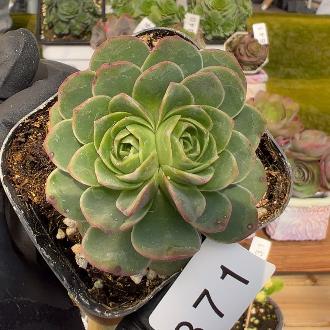 芬***姐871变异双心5厘米