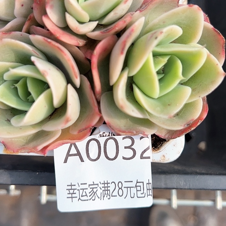 幸运的是我的朋友们