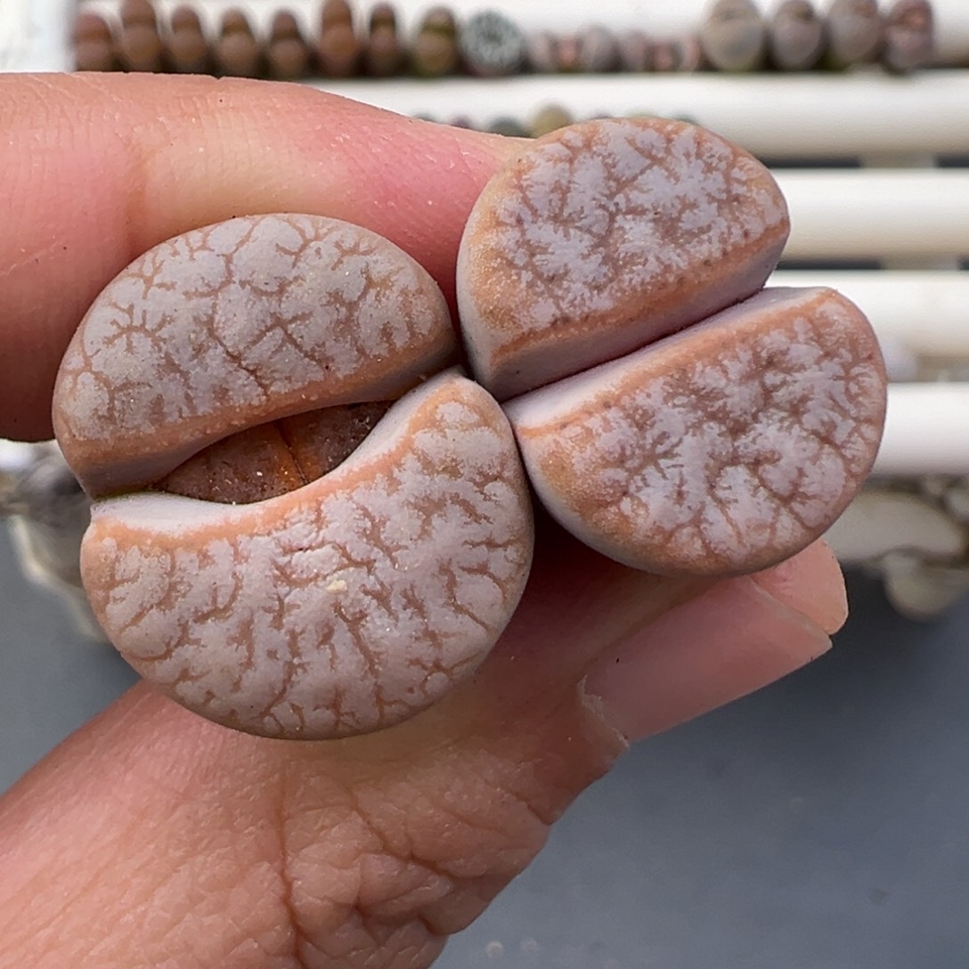 12.31好看的多肉脱土发货047