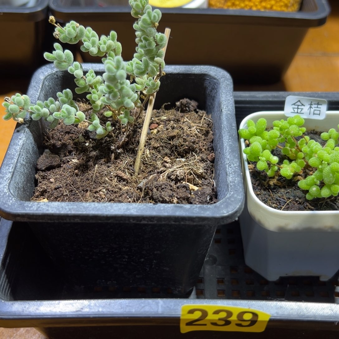 枝干番杏多肉植物239