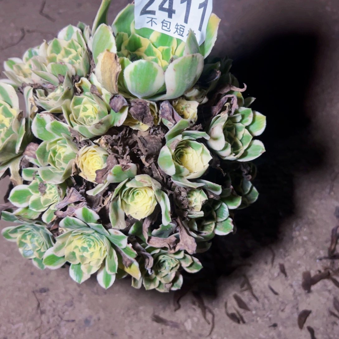 迈巴赫多肉植物2411