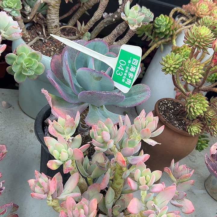 秋***秋锐跌多肉植物提取043