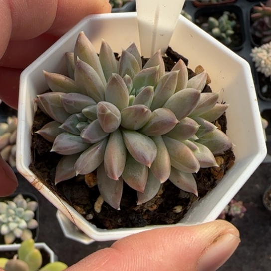 370青花瓷多肉植物多