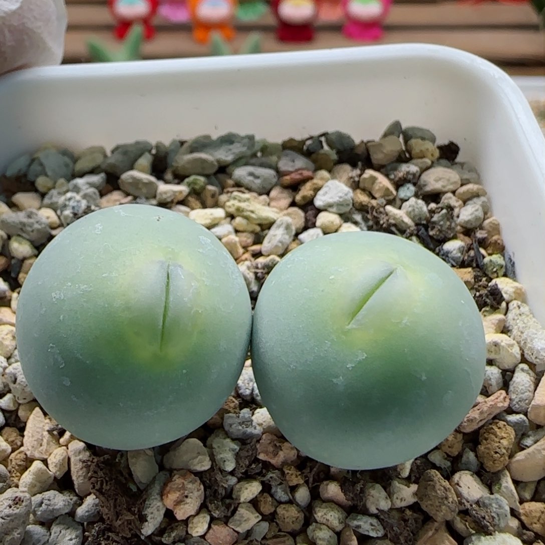 2-17-6-2当天满58包邮大型嘟嘟嘴2cm多肉脱土