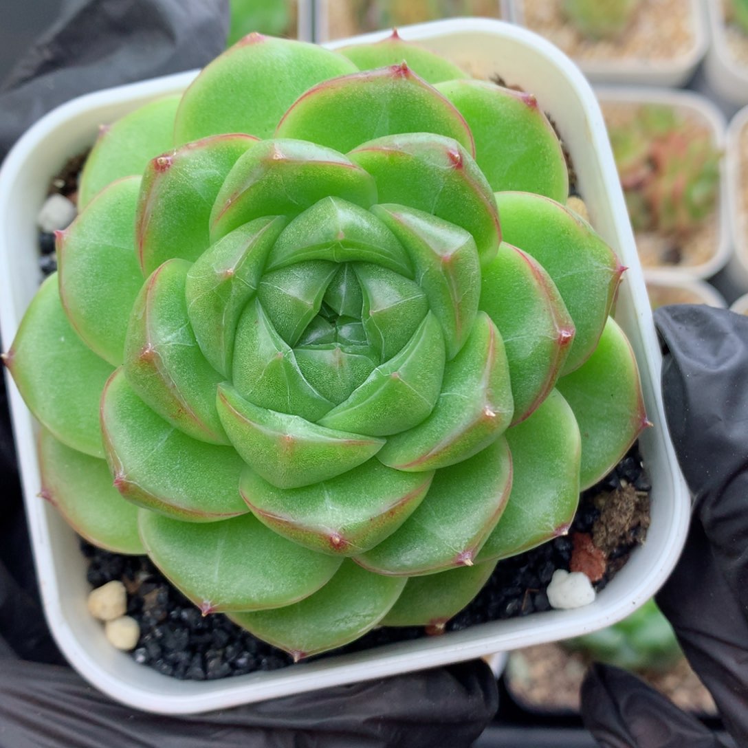 58包邮  群生不包整麦秆17