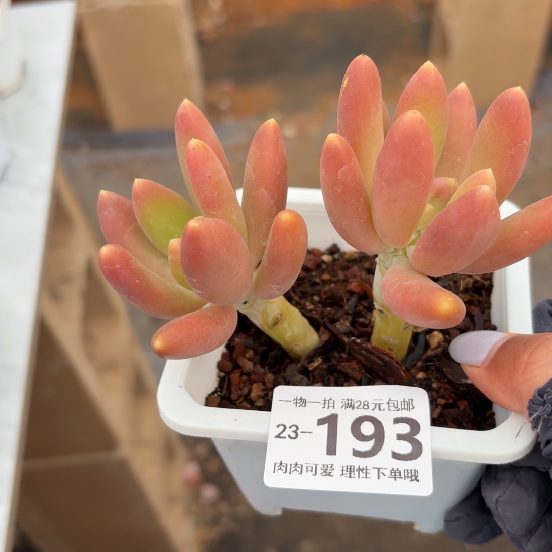 金蝉无盆土发货无