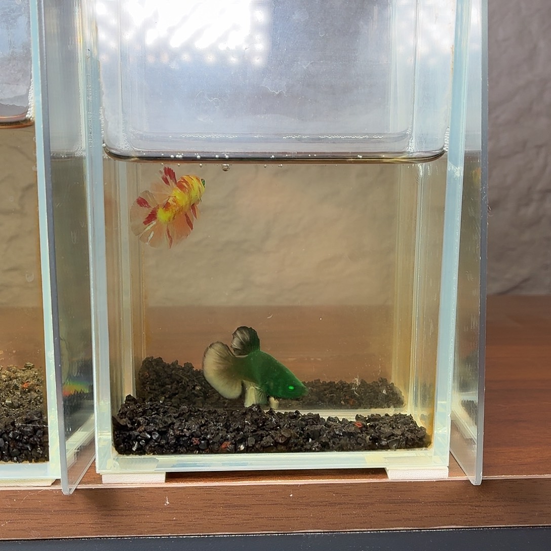 斗鱼绿魔将军公鱼