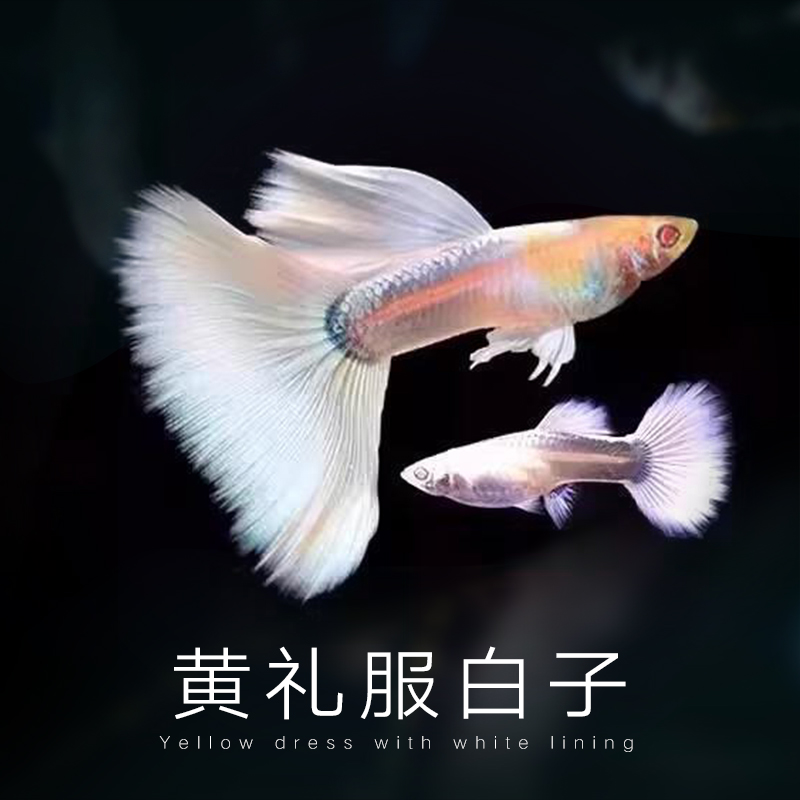 黄礼服孔雀鱼小型热带淡水观赏鱼好养耐活