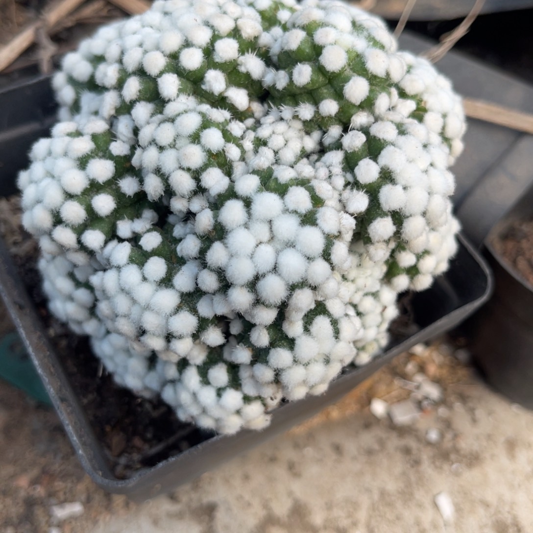 公***⁸明日香姬无根仙人球