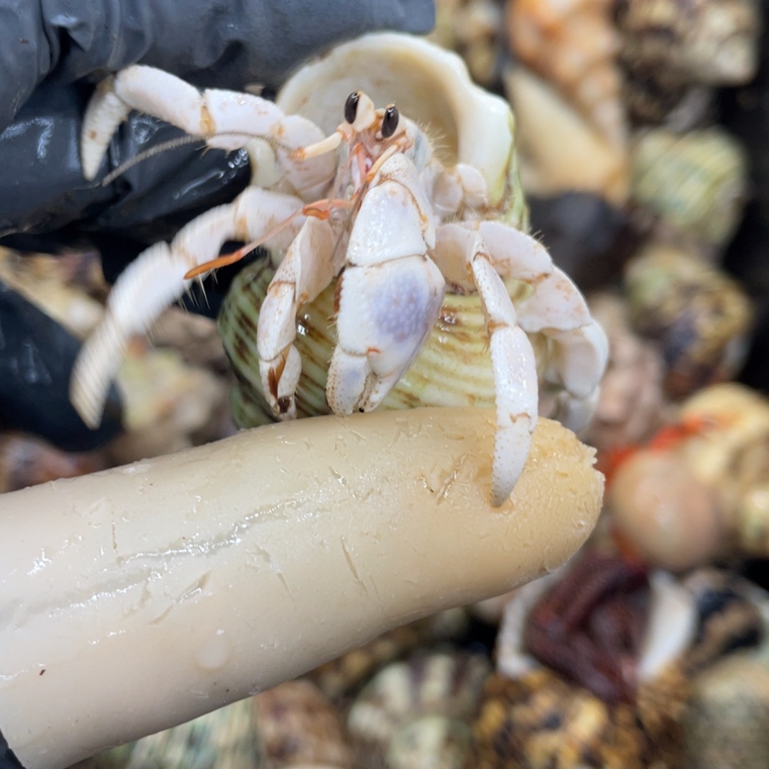 不退不换活体宠物92