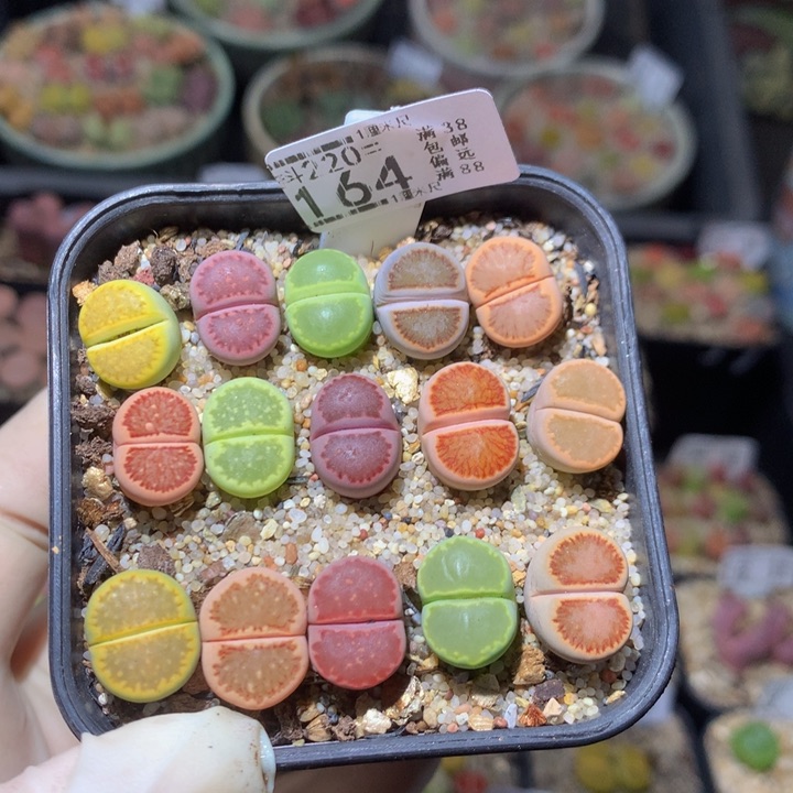 精品生石花220.164