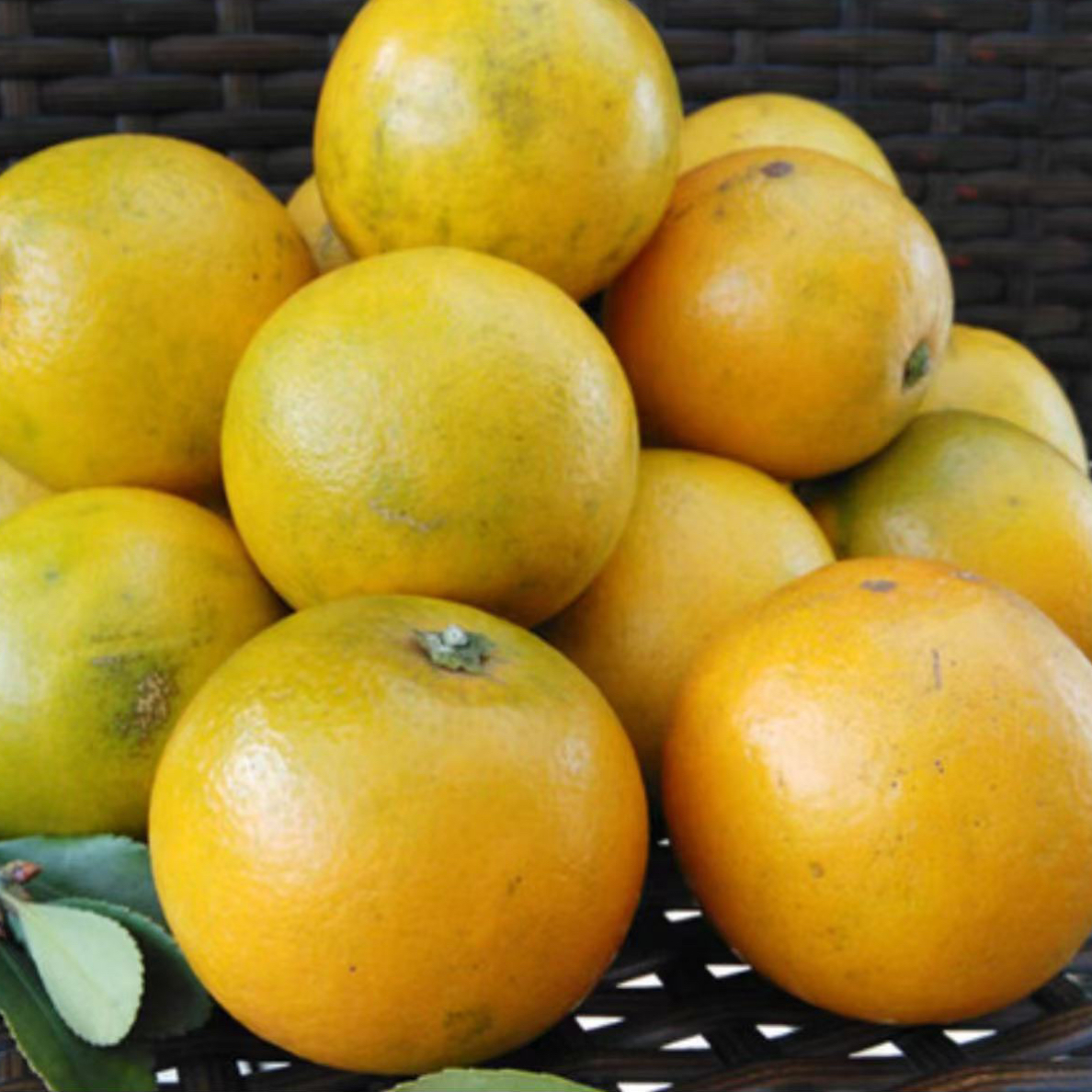 湘西麻阳锦蜜高山种植