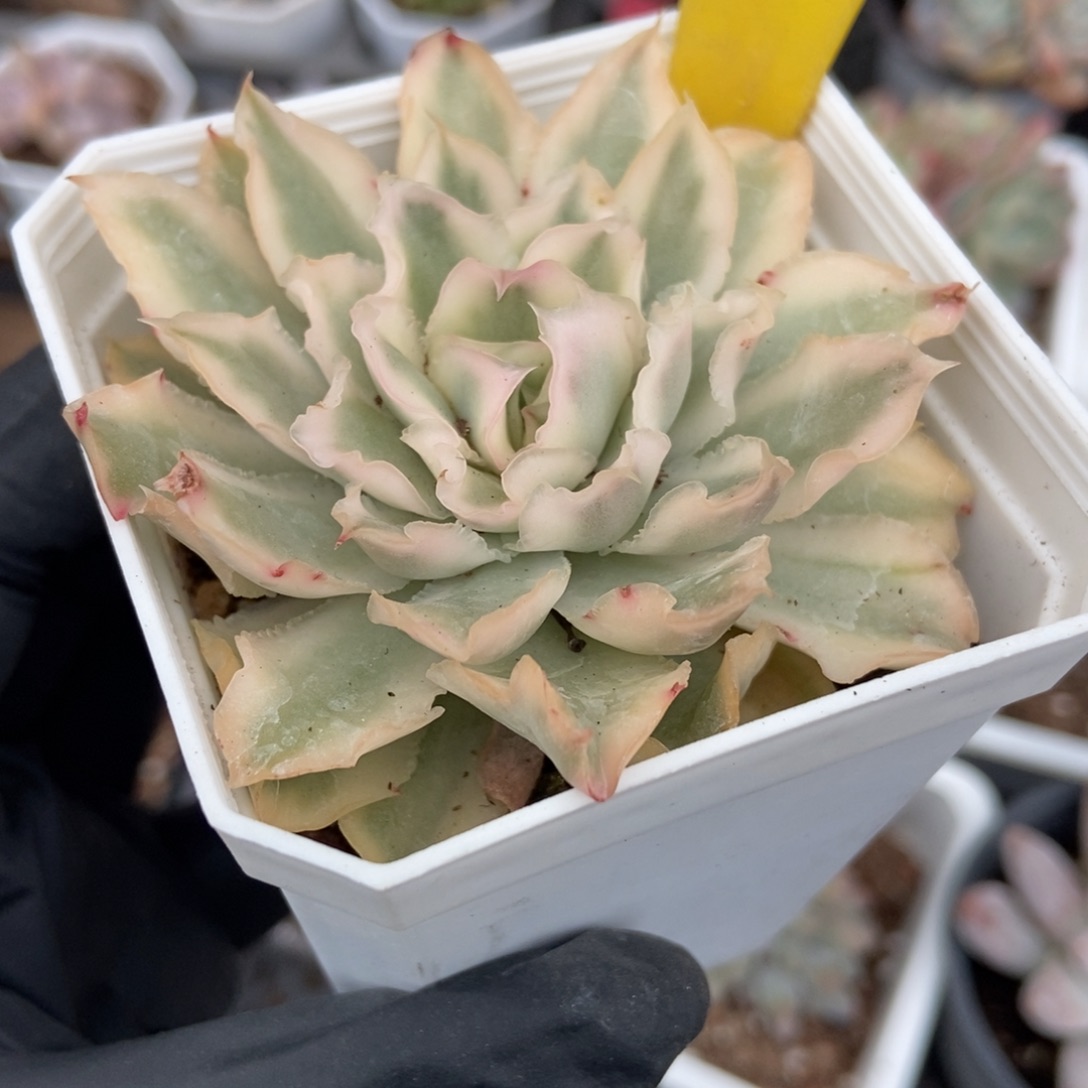 712紫蝴蝶锦多肉植物