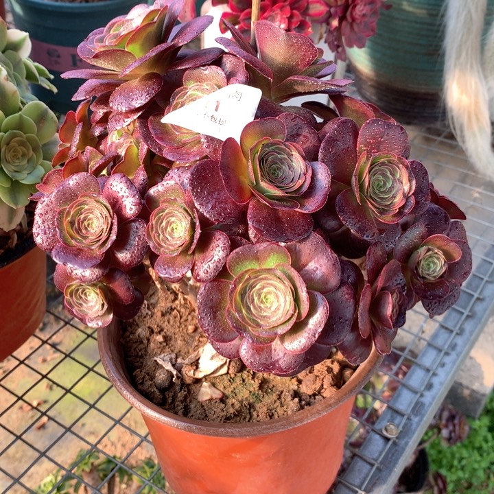 1711玫瑰多肉植物