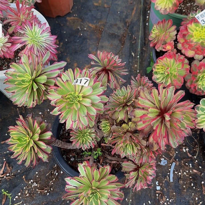 817多肉法师锦111