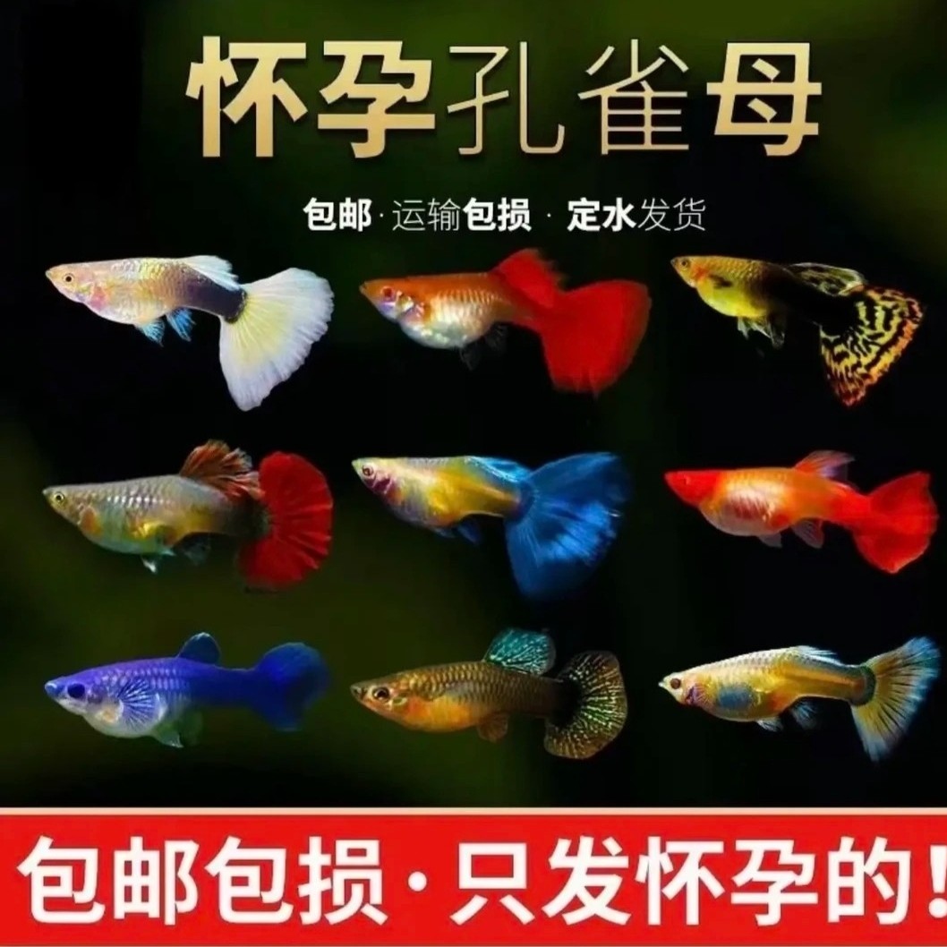 爆款混搭大肚孕母孔雀鱼(入缸后不包损)